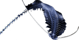 Website logo - todo: change source before prod!!! ©️ https://www.mbari.org/animal/gossamer-worm